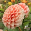 Picture of Miss Marmalade Blomstrar