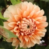 Picture of Miss Marmalade Blomstrar