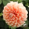 Picture of Miss Marmalade Blomstrar