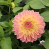 Bild på She's a Peach Blomstrar