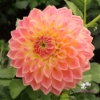 Bild på She's a Peach Blomstrar