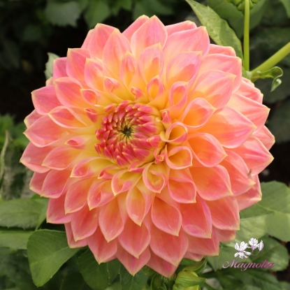 Picture of She's a Peach Blomstrar