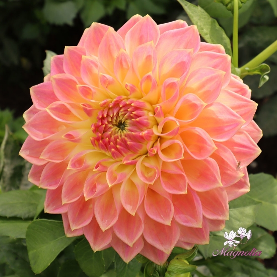 Bild på She's a Peach Blomstrar