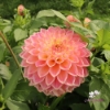 Bild på She's a Peach Blomstrar