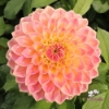 Bild på She's a Peach Blomstrar