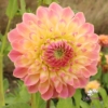 Bild på She's a Peach Blomstrar