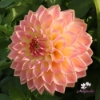Bild på She's a Peach Blomstrar