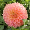 Bild på She's a Peach Blomstrar