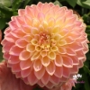 Bild på She's a Peach Blomstrar