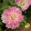 Picture of Tutu Ballerina Blomstrar (cutting)