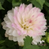 Picture of Tutu Ballerina Blomstrar (cutting)