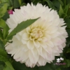 Picture of Tutu Ballerina Blomstrar (cutting)