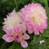 Picture of Tutu Ballerina Blomstrar (cutting)