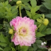 Picture of Tutu Ballerina Blomstrar (cutting)