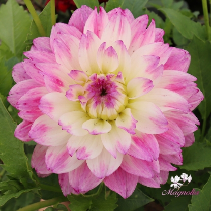 Picture of Tutu Ballerina Blomstrar (cutting)