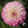 Picture of Tutu Ballerina Blomstrar (cutting)