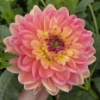 Bild på Swemany Water Rose (stickling)