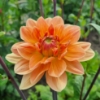 Picture of Yvonne