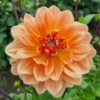 Picture of Yvonne