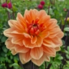 Picture of Yvonne