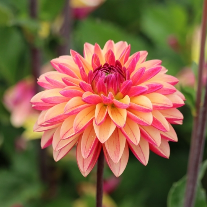 Picture of Madame Antoinette