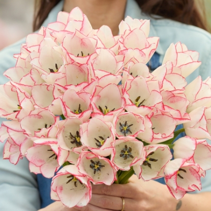 Picture of Beauty Trend
