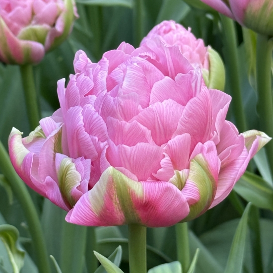 Picture of Strawberry Cream
