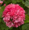 Picture of Jägershus Gogodansaren